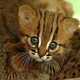Illustration for article titled Caturday - Prionailurus rubiginosus Edition